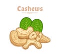 Vector cashew nuts illustration