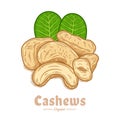 Vector cashew nuts illustration