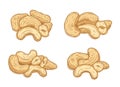 Vector cashew nuts illustrations