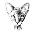 Vector cat of breed the Sphinx head is symmetrical sketch graphics black and white vector illustration Royalty Free Stock Photo