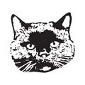 Vector of a cat face design on white background, Pet. Animals in eps 10 Royalty Free Stock Photo