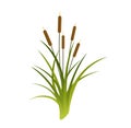 Vector Cattails Illustration Royalty Free Stock Photo