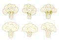 Vector cauliflower cabbage pieces