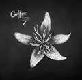 Vector chalk drawn sketch of coffee flower