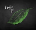 Vector chalk drawn sketch of coffee leaf