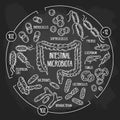 Vector chalk infographics of the human intestinal flora on the blackboard Royalty Free Stock Photo