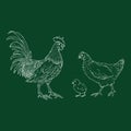 Vector Chalk Set of Poultry Birds. Rooster, Chick and Hen
