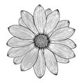Vector chamomile, gerbera, daisy or chrysanthemum flowe Royalty Free Stock Photo