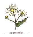Vector chamomile icon. Colored wild flower illustration