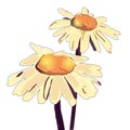 Vector chamomile illustration. Hand drawn chamomile.