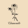 Vector chamomile with leaves, flowers illustration.Hand drawn botanical sketch of officinalis plant in engraving style. Royalty Free Stock Photo