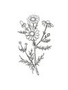 Vector Chamomile sketch. Botanical engraved art daisy flowers. Matricaria chamomilla medicinal plant hand drawn