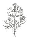 Vector chamomile sketch. Matricaria chamomilla medicinal plant hand drawn illustration. Botanical engraved art daisy