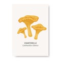 Vector Chanterelle Mushroom Isolated on White. Education Card with Hand Drawn Cartoon Chanterelle Mushrooms. Design