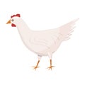 Vector character cartoon white chiken