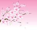 Vector cherry blossom branch Royalty Free Stock Photo