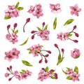 Vector cherry blossom tree elements for design Royalty Free Stock Photo