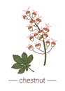 Vector chestnut icon. Colored wild flower illustration