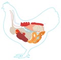 Vector chicken anatomy. digestive system.