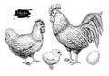 Vector chicken breeding hand drawn set. Engraved Chicken, Roster