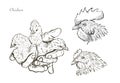 Vector chicken breeding hand drawn set. Royalty Free Stock Photo