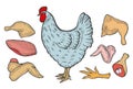 Vector chicken and cutted meat Royalty Free Stock Photo