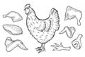 Vector chicken and cutted meat Royalty Free Stock Photo