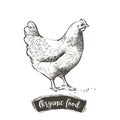 Vector Hen, chicken feeding engraving sketch. Vintage isolated realistic illustration. Royalty Free Stock Photo