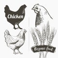 Vector set. Hen and Rooster. Black and white silhouette and engraving sketch. Male and female chickens head. Vintage Royalty Free Stock Photo