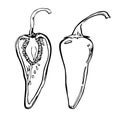 Vector chili hand drawn sketch. Pepper drawing. Isolated on white background. Hand drawn in a graphic style. Detailed