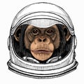 Vector chimpanzee portrait. Ape head, monkey face. Astronaut animal. Vector portrait. Cosmos and Spaceman. Space