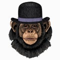 Vector chimpanzee portrait. Ape head, monkey face. Bowler hat.