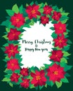 Vector Christmas greeting card poinsettia flowers. Royalty Free Stock Photo