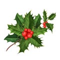 Vector christmas holly mistletoe ilex leaves