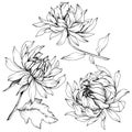 Vector Chrysanthemum floral botanical flowers. Black and white engraved ink art. Isolated flower illustration element. Royalty Free Stock Photo