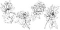 Vector Chrysanthemum floral botanical flowers. Black and white engraved ink art. Isolated flower illustration element. Royalty Free Stock Photo