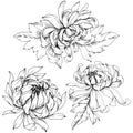 Vector Chrysanthemum floral botanical flowers. Black and white engraved ink art. Isolated flower illustration element. Royalty Free Stock Photo