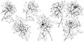 Vector Chrysanthemum floral botanical flowers. Black and white engraved ink art. Isolated flower illustration element.