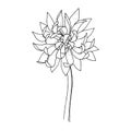 Vector Chrysanthemum floral botanical flowers. Black and white engraved ink art. Isolated flower illustration element.