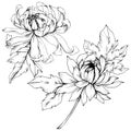 Vector Chrysanthemum floral botanical flowers. Black and white engraved ink art. Isolated flower illustration element. Royalty Free Stock Photo