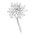 Vector Chrysanthemum floral botanical flowers. Black and white engraved ink art. Isolated flower illustration element. Royalty Free Stock Photo