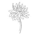 Vector Chrysanthemum floral botanical flowers. Black and white engraved ink art. Isolated flower illustration element. Royalty Free Stock Photo