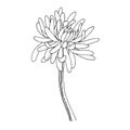 Vector Chrysanthemum floral botanical flowers. Black and white engraved ink art. Isolated flower illustration element. Royalty Free Stock Photo