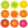 Vector chrysanthemum flower color blossoms