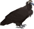 Vector Cinereous vulture Aegypius monachus Royalty Free Stock Photo