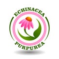Vector circle logo Echinacea Purpurea with purple daisy flower symbol in round pictogram for organic Coneflower cosmetics