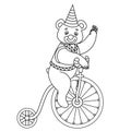 Vector Circus Bear Performing