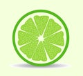 Vector citrus slices illustration