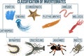 Vector Classification of invertebrates animals. Insect, arachnids, crustaceans, myriapods, mollusca. Education diagram of biology