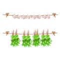 Vector clipart. Garlic and thyme hanging on rope (for web use)